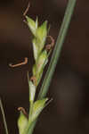 Radford's sedge